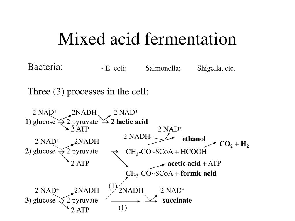 PPT Bacterial metabolism PowerPoint Presentation, free download ID6661423