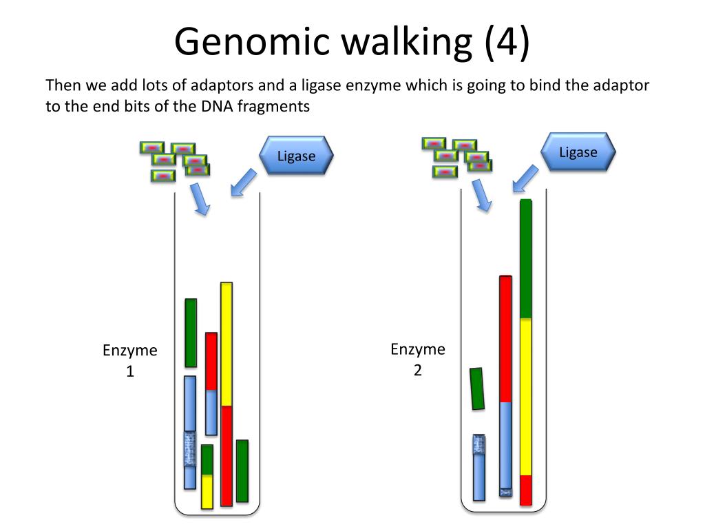 Lots add. Презентация BGI Genomics. Genomic sequence data это.