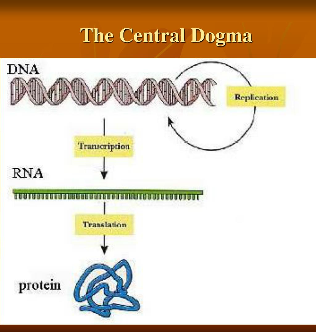DNA RNA Protein. Central Dogma of Molecular Biology. Гены и белки. ДНК РНК протеины.