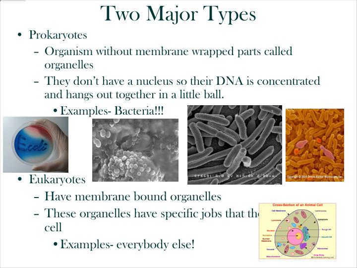 PPT - Cell Theory PowerPoint Presentation - ID:6662462
