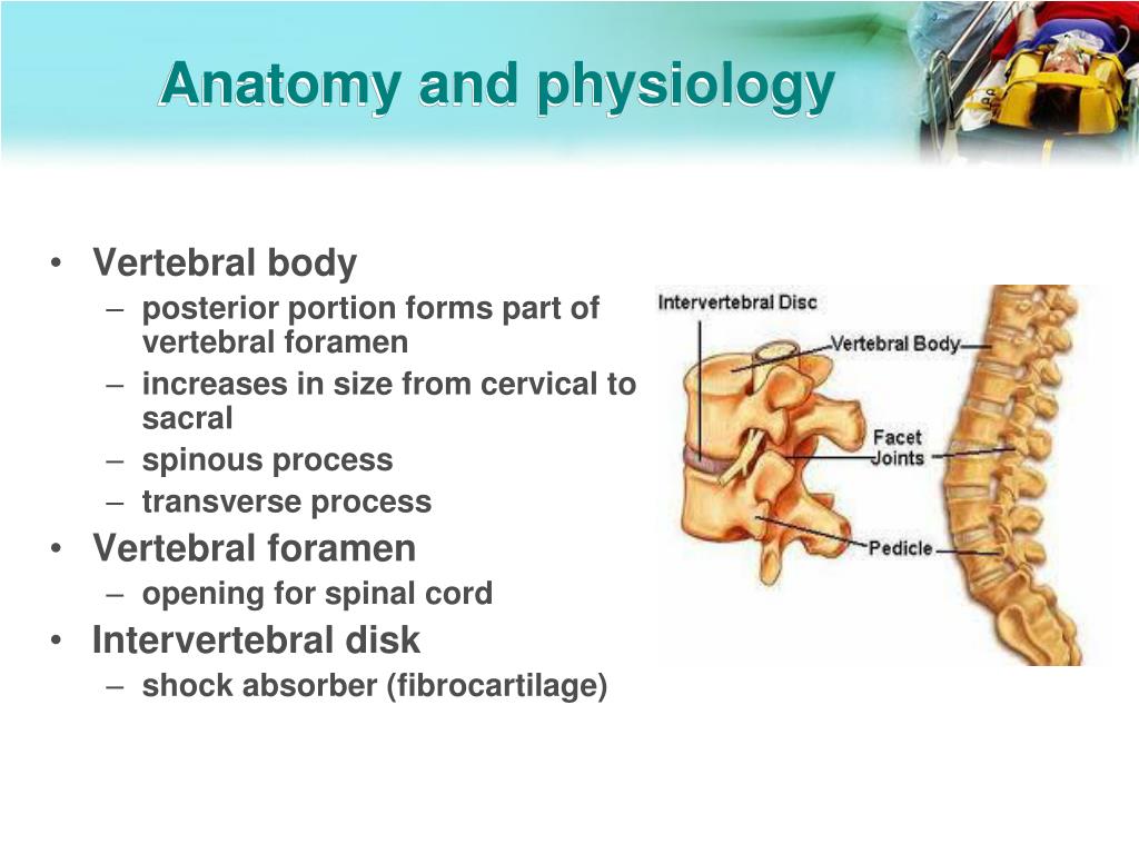 PPT - Spinal cord injury PowerPoint Presentation, free download - ID