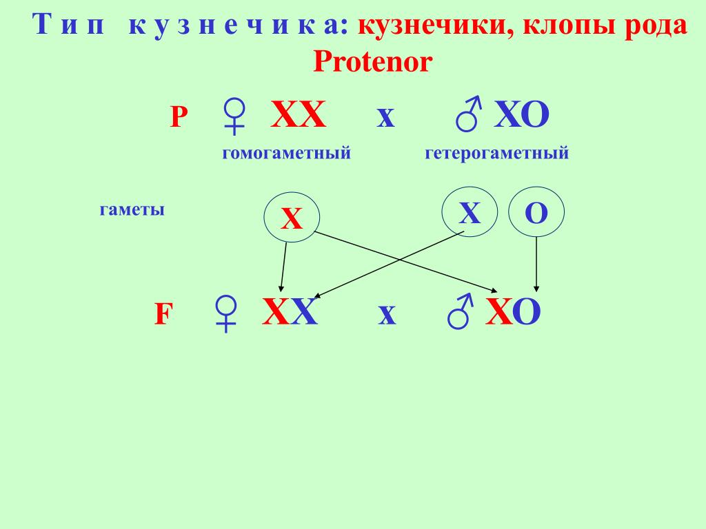 Теория определения пола