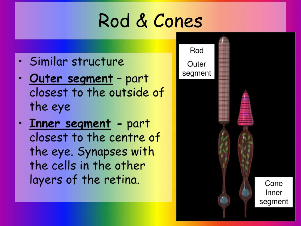 PPT - Rod & Cones PowerPoint Presentation, free download - ID:6666888