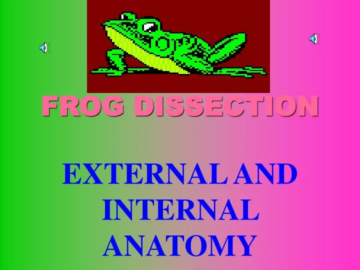 frog dissection powerpoint frog dissection powerpoint