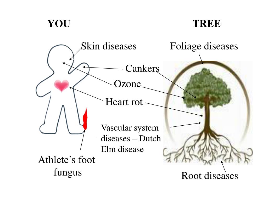 plant pathology