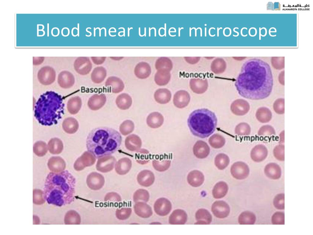 Тест клетки крови. Blood Cells under Microscope. Neutrophil under Microscope. Basophil under the Microscope.