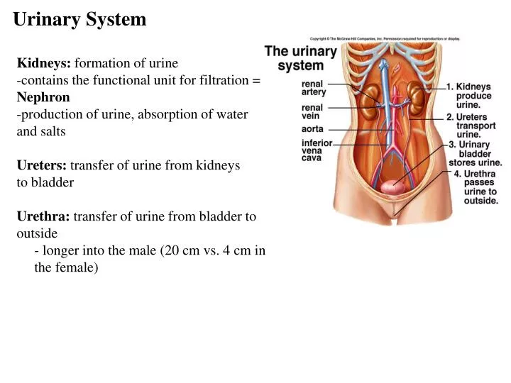 urinary system chapter notes View notes - chapter 10 - urinary system - notes from biol 273 at malone university urinary system chapter 10 urinary system 1 organs consist of kidneys, ureters, urinary bladder, and urethra 2. urinary system chapter notes View notes - chapter 10 - urinary system - notes from biol 273 at malone university urinary system chapter 10 urinary system 1 organs consist of kidneys, ureters, urinary bladder, and urethra 2.
