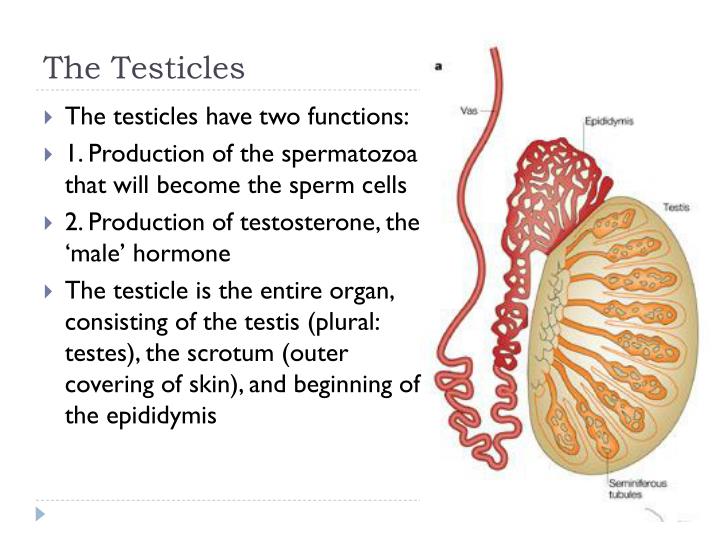 PPT Male Reproductive Anatomy of Cattle PowerPoint Presentation ID6677435