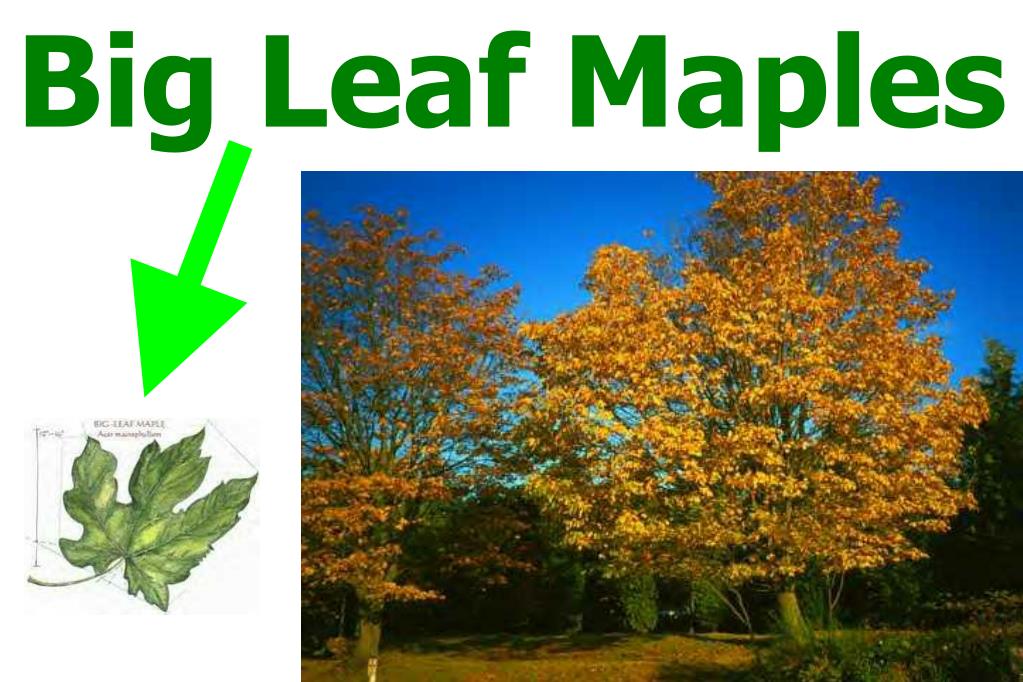 PPT - Diseases and Management of Big Leaf Maples in the Urban