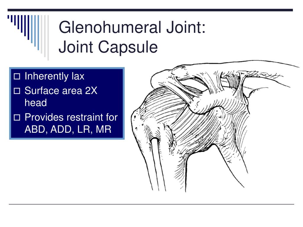 PPT The Shoulder Complex PowerPoint Presentation, free download ID
