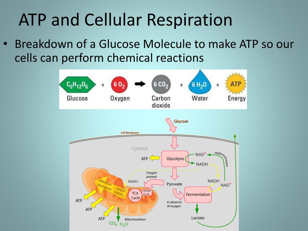 What Is Atp And Why Is It So Important