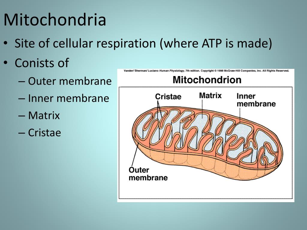 write the site where atp synthesis takes place in mitochondria
