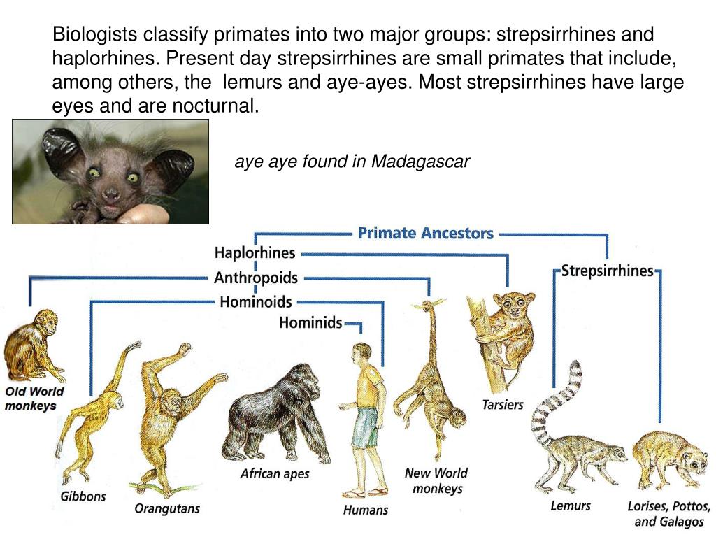 PPT - Human Evolution Part I - Primates PowerPoint ...