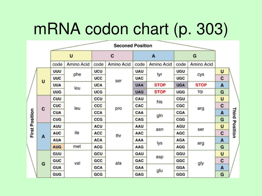 Aa Codon Chart