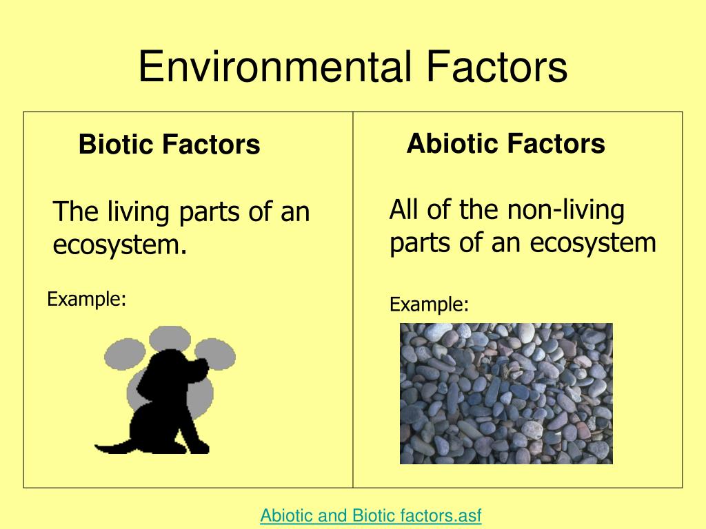 Abiotic Factors Biotic Factors The living parts of an ecosystem. 