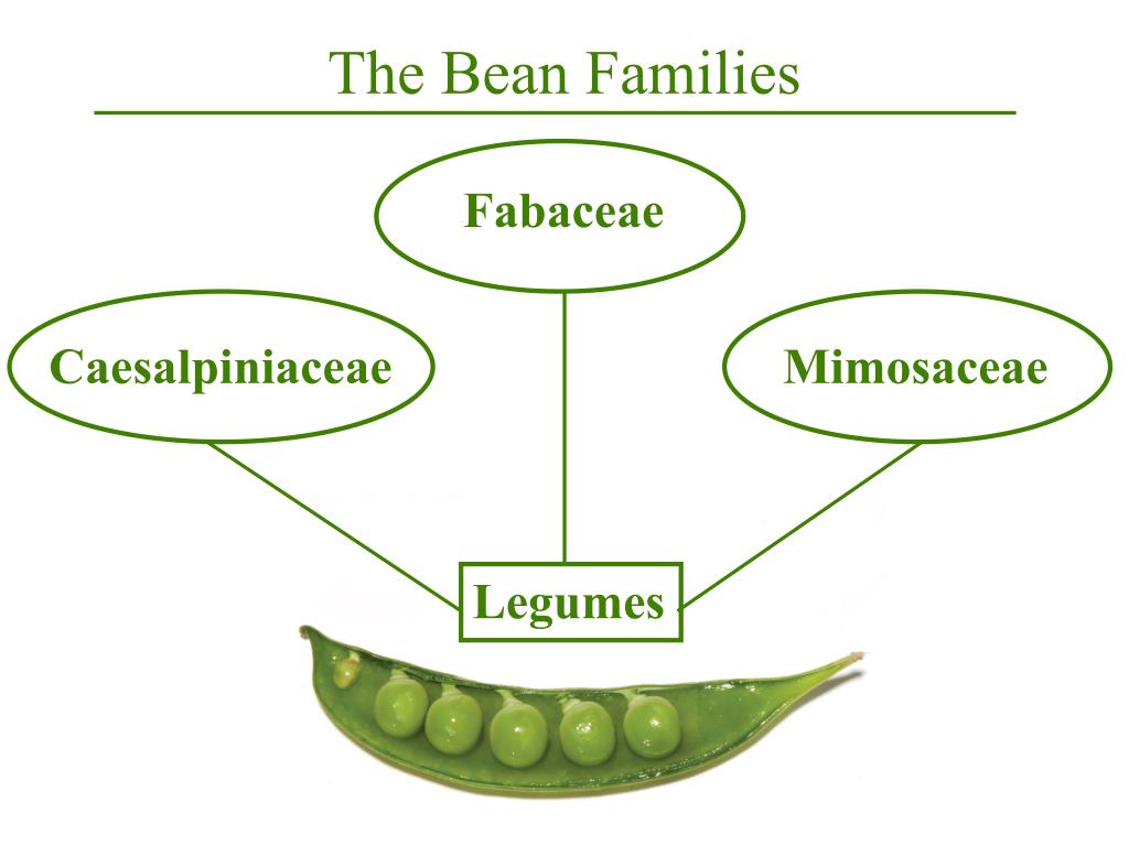 PPT Plants and People PowerPoint Presentation, free download ID6680054