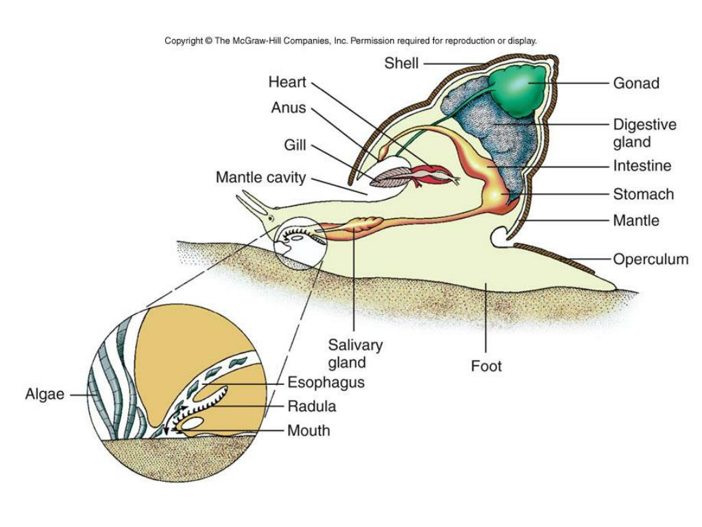 PPT - Phylum Mollusca: Classes PowerPoint Presentation, free download ...