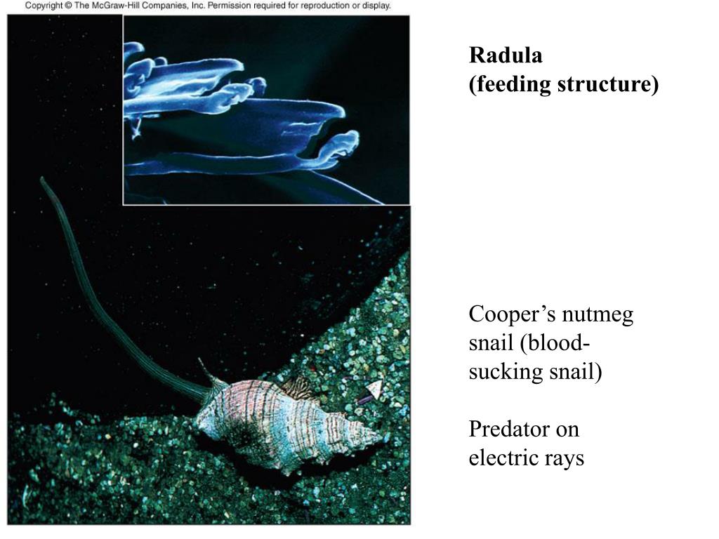 snails and squids belong to the phylum snails and squids belong to the phylum