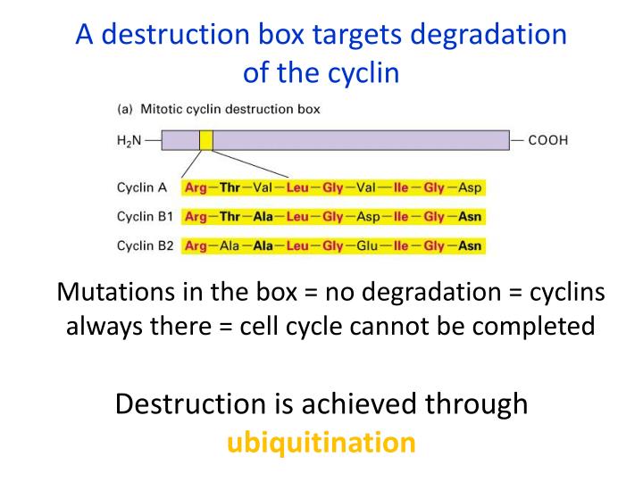 Cyclins are synthesized and degraded in a cyclic manner and with ... Biology Diagrams