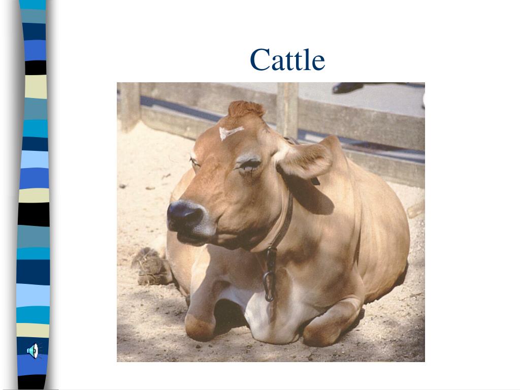 PPT - Livestock Digestive Systems PowerPoint Presentation, free