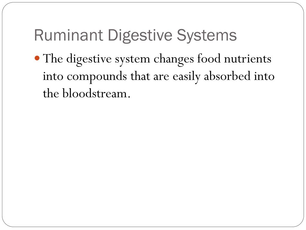 PPT - The Ruminant Digestive System (Day 2) PowerPoint Presentation