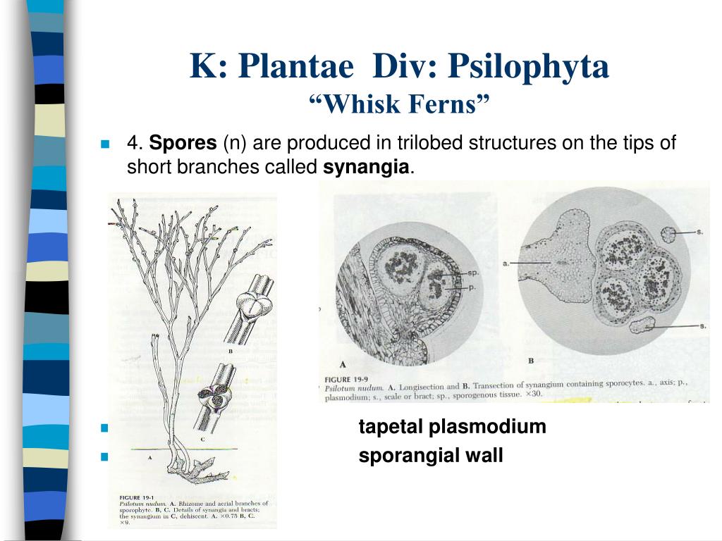 PPT - K: Plantae Div: Sphenophyta “horsetails or scouring rushes ...