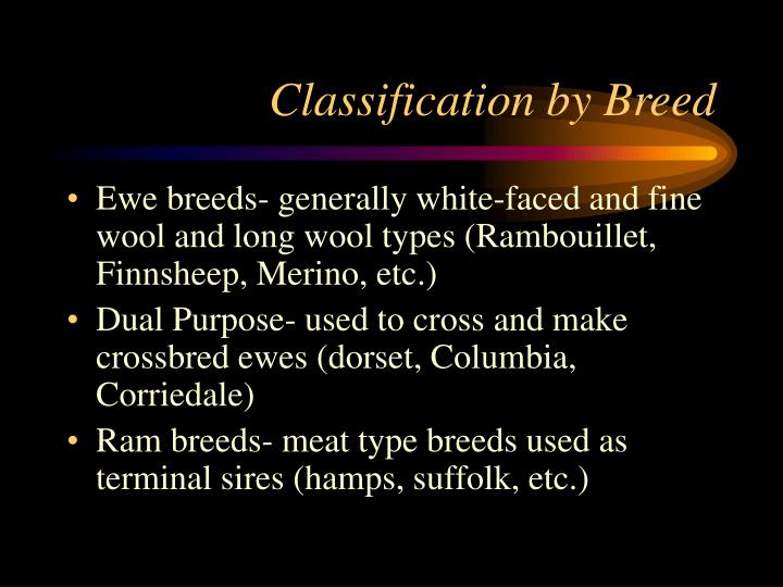 PPT Sheep PowerPoint Presentation ID6684111