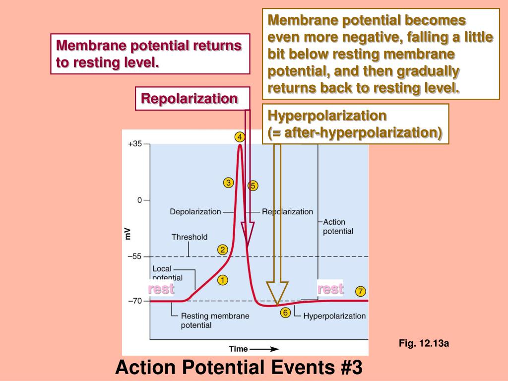 PPT - Local Potential (“Passive” Depolarization) Depolarization to ...