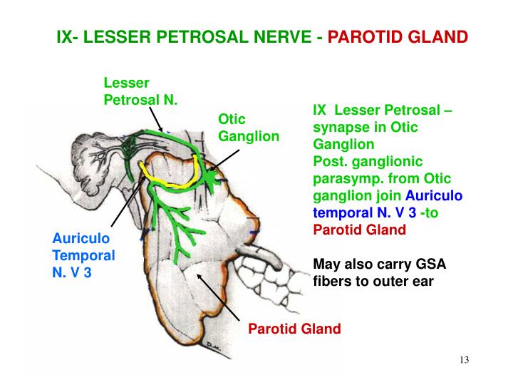 PPT - OUTLINE I. GLOSSO-PHARYNGEAL NERVE II. HITCHHIKING FIBERS ...