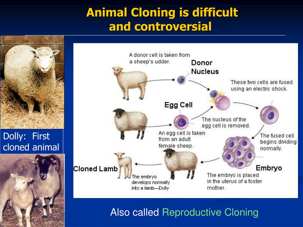 Human Genome Project, Stem Cells and Cloning