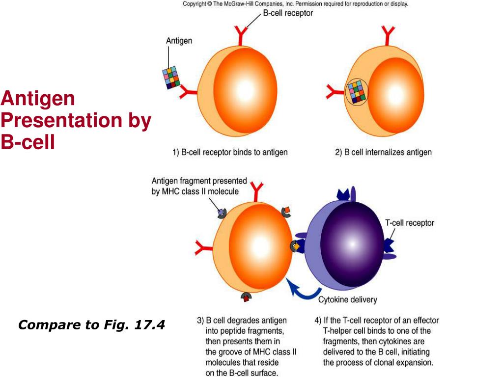 PPT Adaptive Immunity Specific Defenses Of The Host PowerPoint 