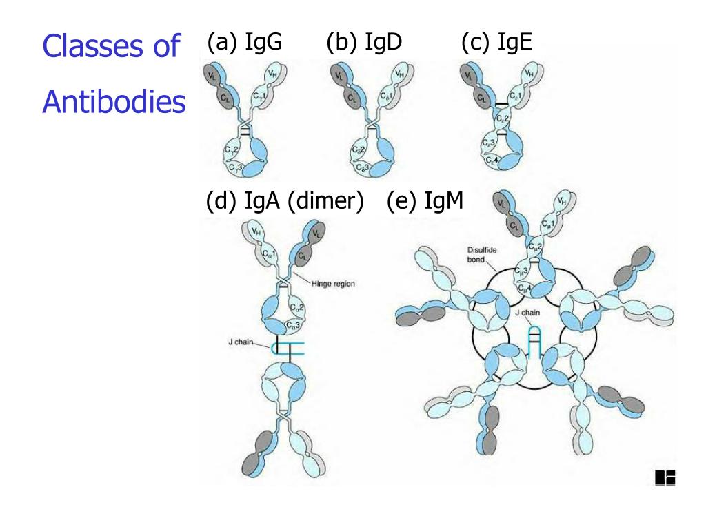 Секреторный иммуноглобулин а. Iga иммуноглобулин. Иммуноглобулины класса d (IGD). Iga антитела строение. IGD строение иммуноглобулина.