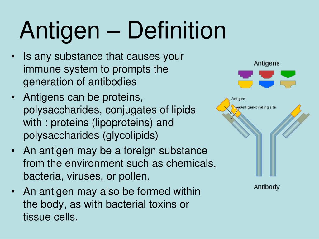 presentation of antigen means