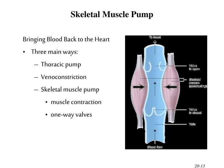 PPT The Cardiovascular System The Heart PowerPoint Presentation ID