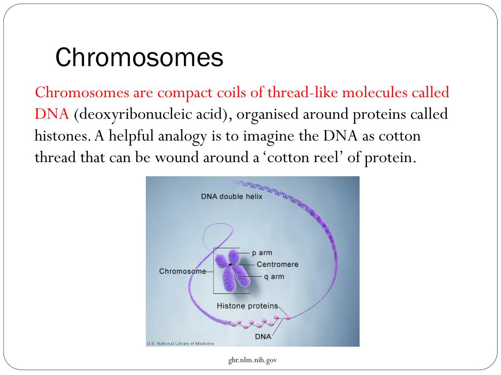 PPT - Blueprint of Life Topic 11: Chromosomes, Meiosis and Gamete ...