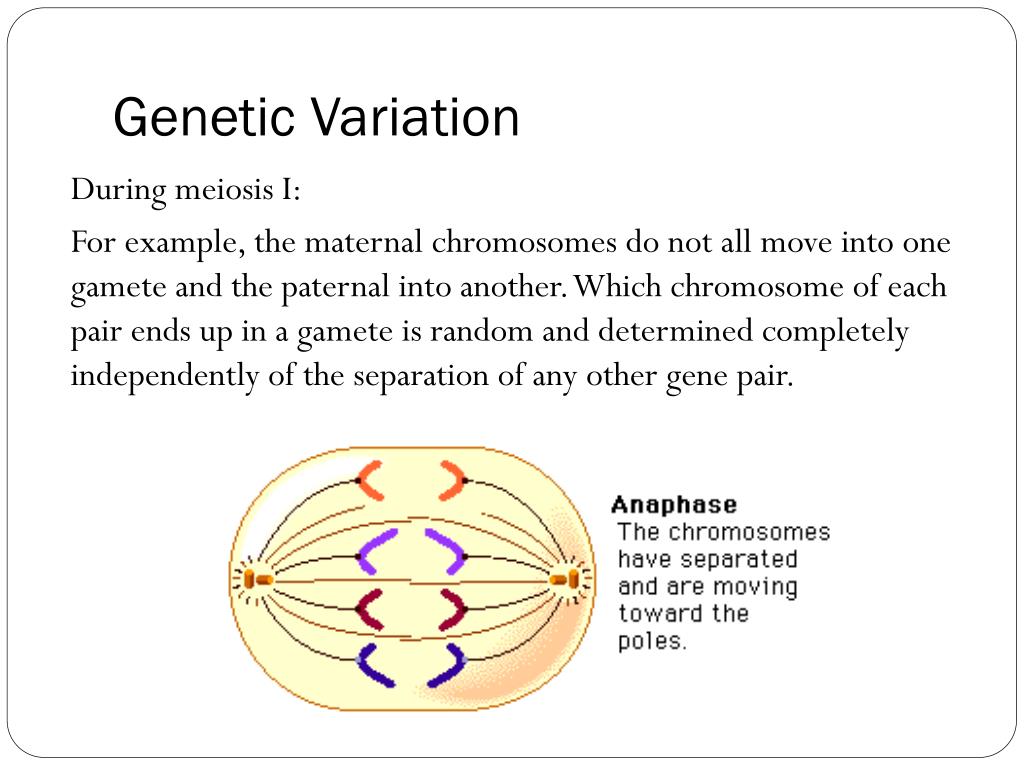 PPT - Blueprint of Life Topic 11: Chromosomes, Meiosis and Gamete ...
