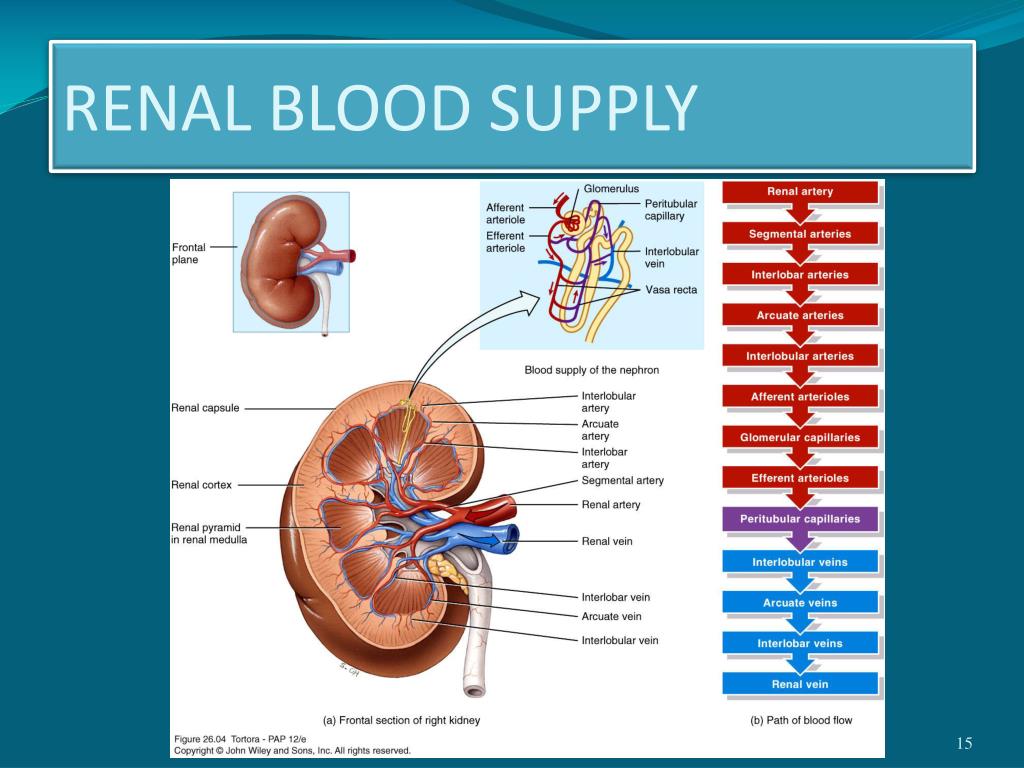 Renal Blood Flow Diagram