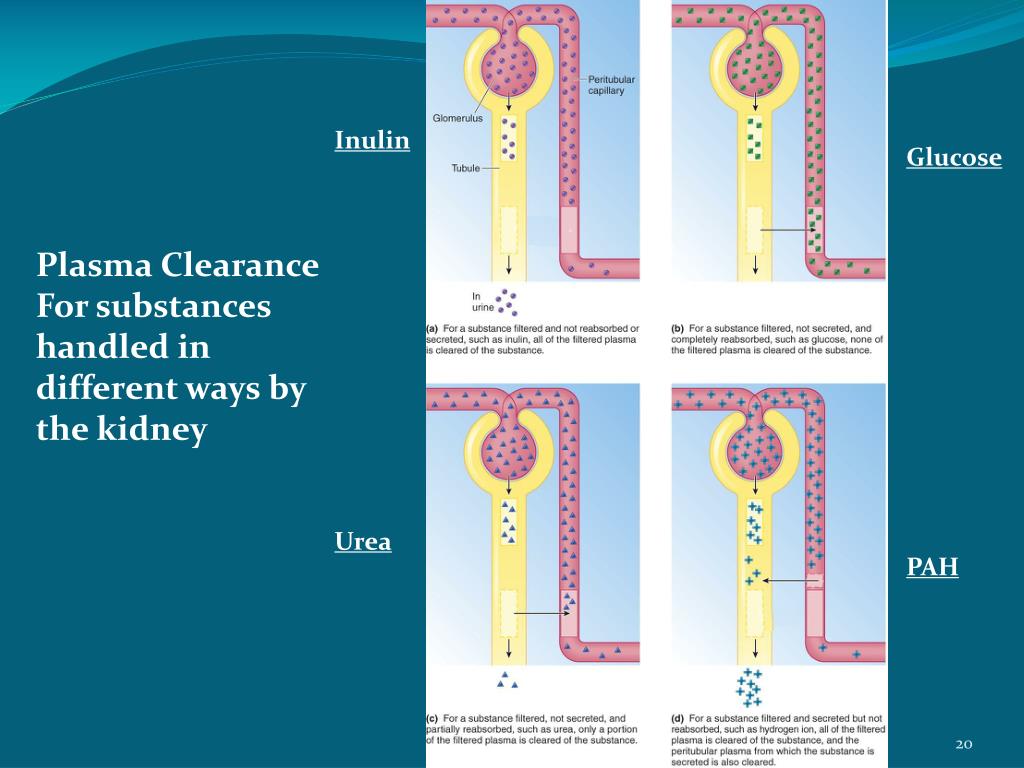 PPT - PLASMA CLEARANCE AND RENAL BLOOD FLOW PowerPoint Presentation
