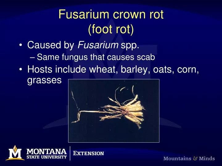 fusarium crown rot foot rot n.