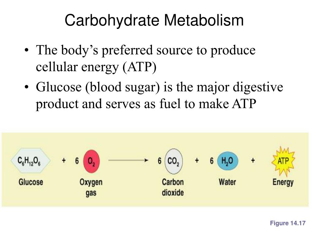 PPT - CarbohyDrate Metabolism L