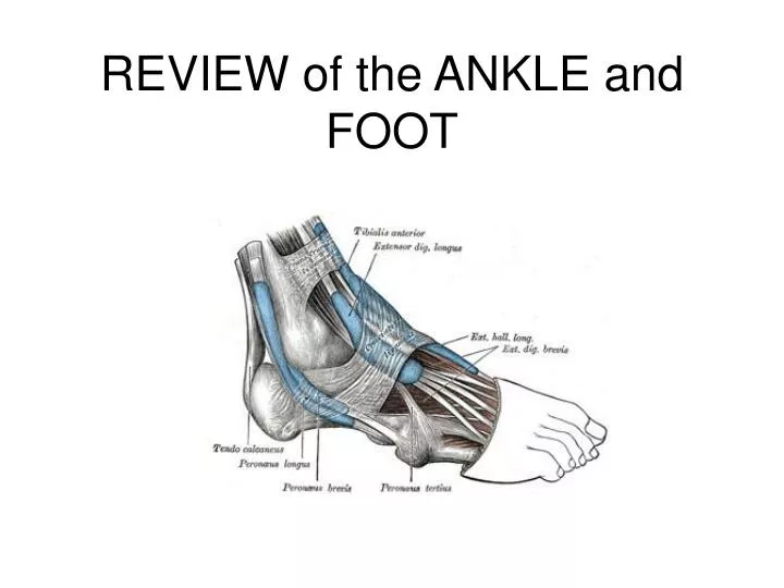 foot n