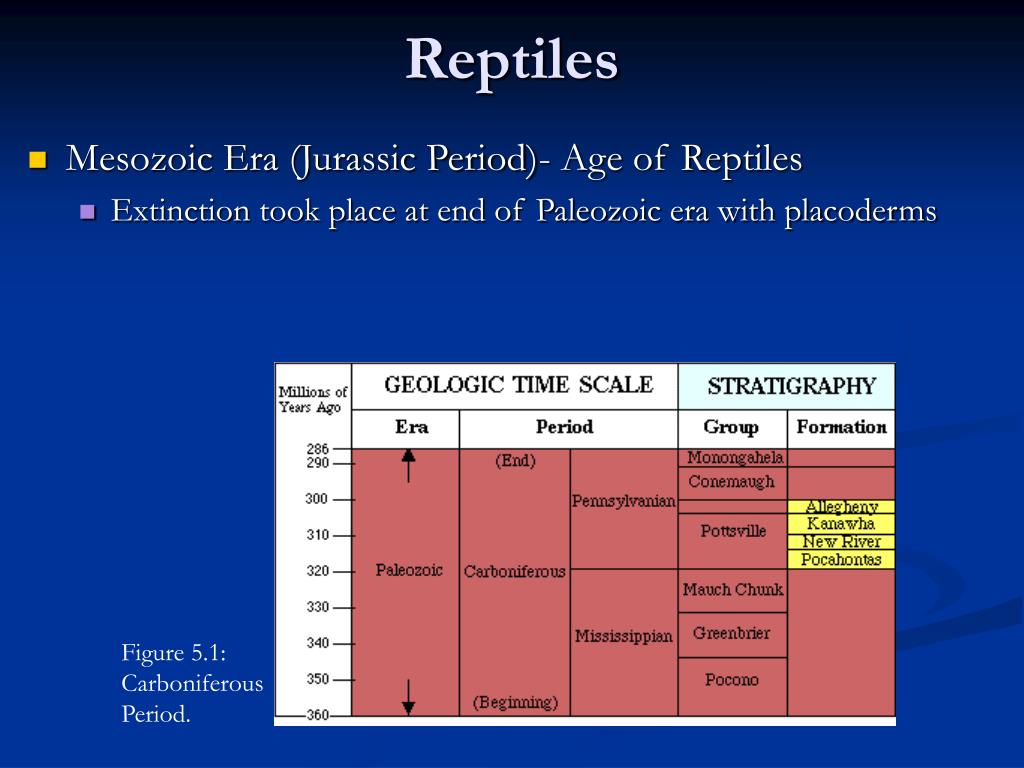 PPT - Comparative Anatomy Vertebrate Classification ...
