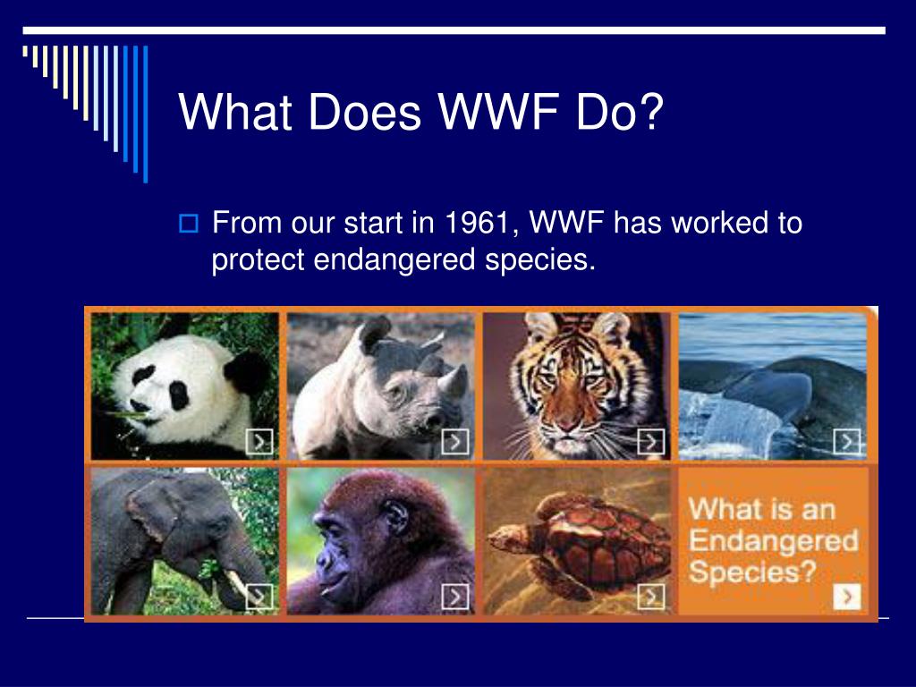 The world wildlife fund is. Вымирающие виды животных на английском. Проект endangered animals. Endangered species of animals презентация. Protect endangered species.