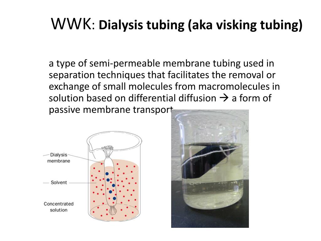 Osmosis experiments - Cells and movement across membranes – WJEC - GCSE  Biology (Single Science) Revision - WJEC - BBC Bitesize