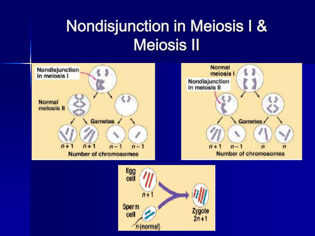 Ppt Chromosomal Abnormalities Powerpoint Presentation Free Download