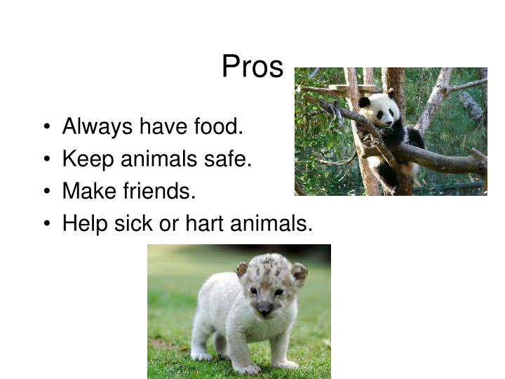 Pros And Cons Of Zoo Animals Pros And Cons Of Zoo Animals