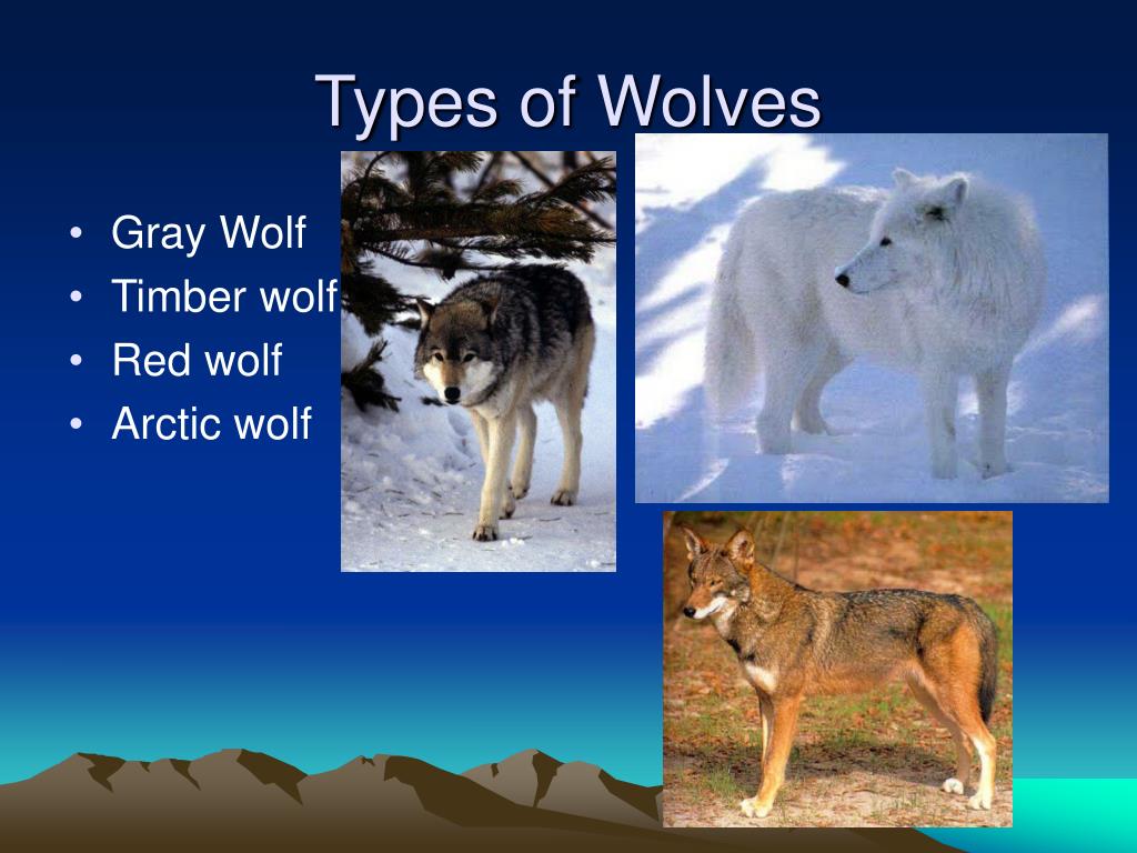 presentation about wolves