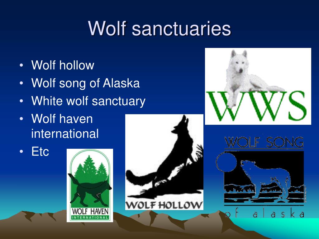 Wolf Life Beta Song Codes