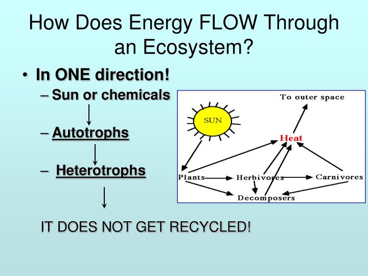 in what direction does energy flow ace energy how does energy flow through an ecosystem