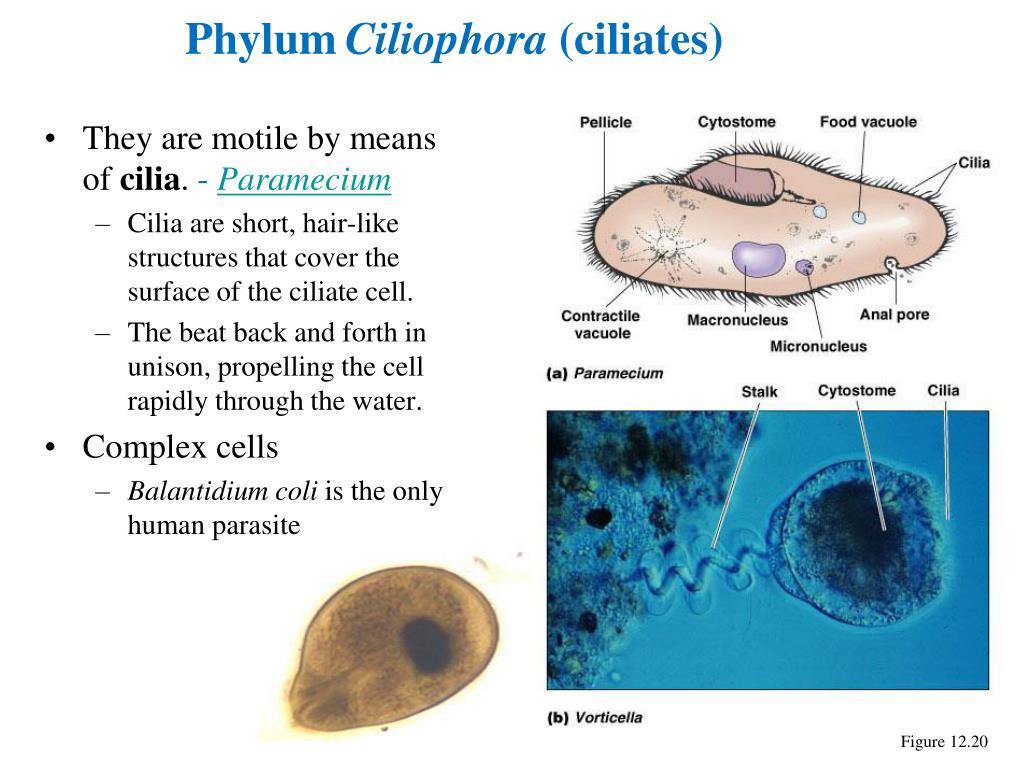 PPT - Chapter 12, part B PowerPoint Presentation, free download - ID ...